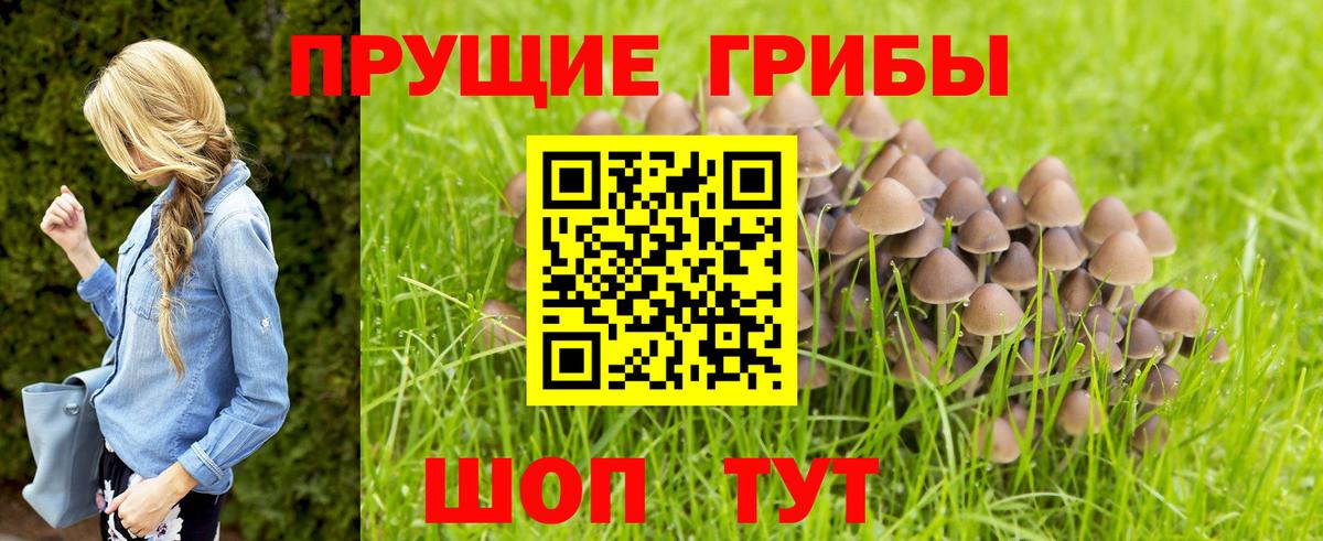 Черняховск  Псилоцибиновые грибы MAGIC MUSHROOMS  Галлюциногенные грибы прущие грибы  где купить наркотик  Вход с VPN 